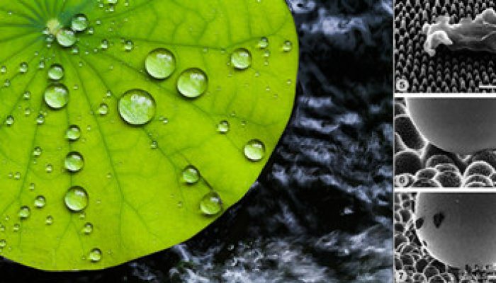 “Keajaiban Nanoteknologi dari Alam”,  Inspirasi Inovasi Material Masa Depan untuk Teknik Mesin